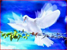 голубь мир христианство символ магия