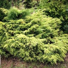 можжевельник очистка дома магия окуривание