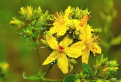 зверобой магия благовония очистка дома