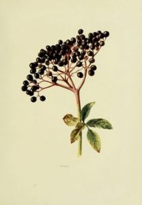 Бузина магия целительство Школа Магии BIG СВЕТ онлайн эзотерика