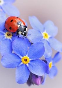 божья коровка магия эзотерика духовное развитие целительство школа магии BIG СВЕТ онлайн москва